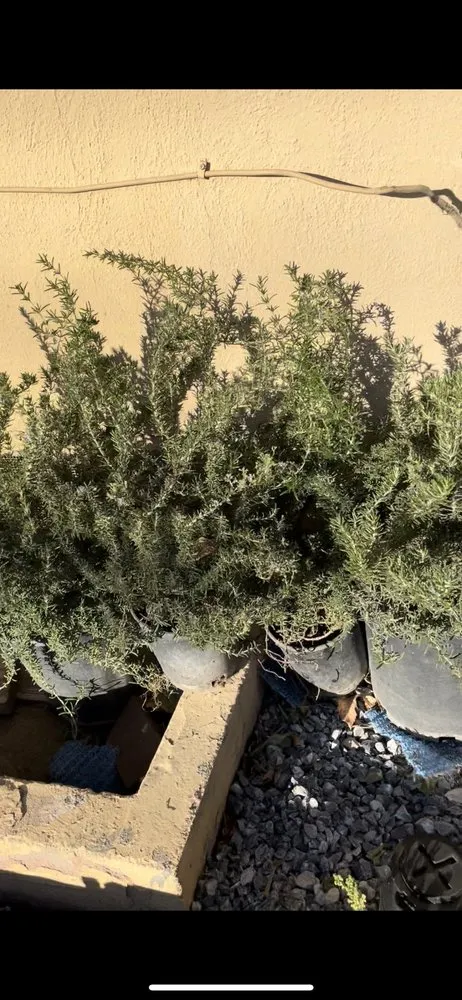 Custom lawn mowing service for beautiful yards across San Bernardino, CA - Ralphs Nursery