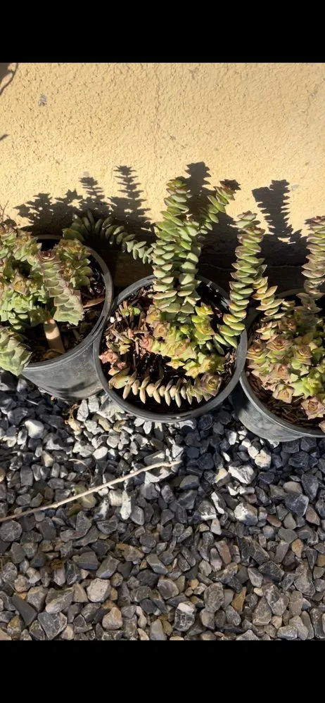 Reliable landscape design in San Bernardino, CA - Ralphs Nursery