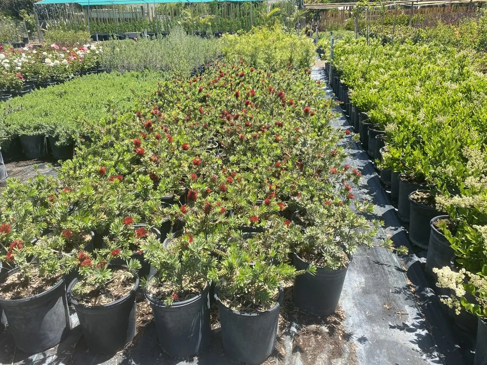 Professional lawn mowing service experts serving San Bernardino, CA - Ralphs Nursery