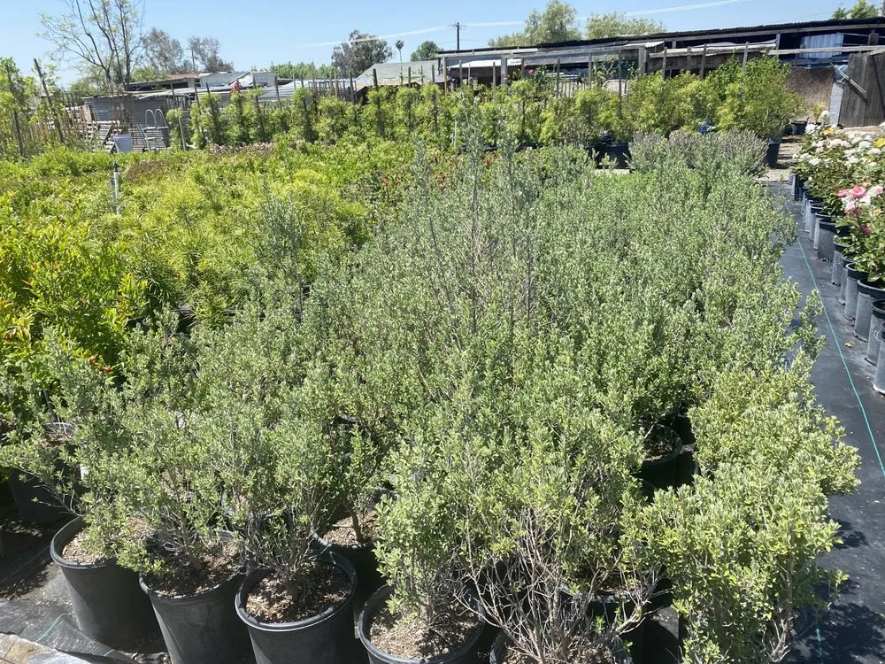 Reliable landscape installation for outdoor upgrades across San Bernardino, CA - Ralphs Nursery