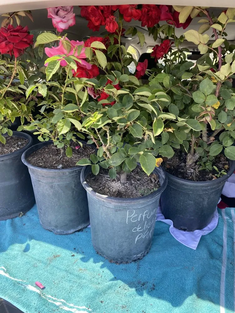 Affordable lawn care service in San Bernardino, CA - Ralphs Nursery