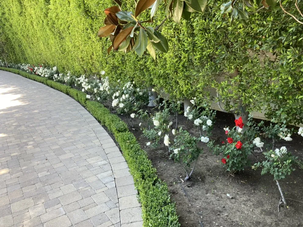 Trusted yard maintenance experts serving Tustin, CA - RAM Landscaping