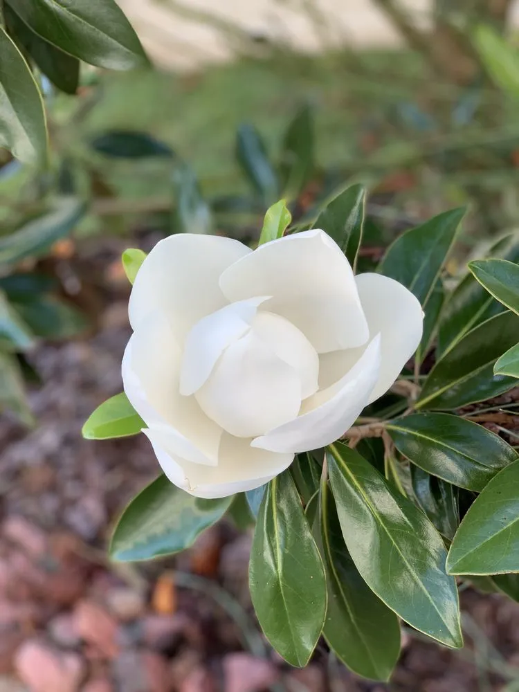 Top-rated yard maintenance in Jacksonville, FL - Rambo's Affordable Lawn & Landscaping