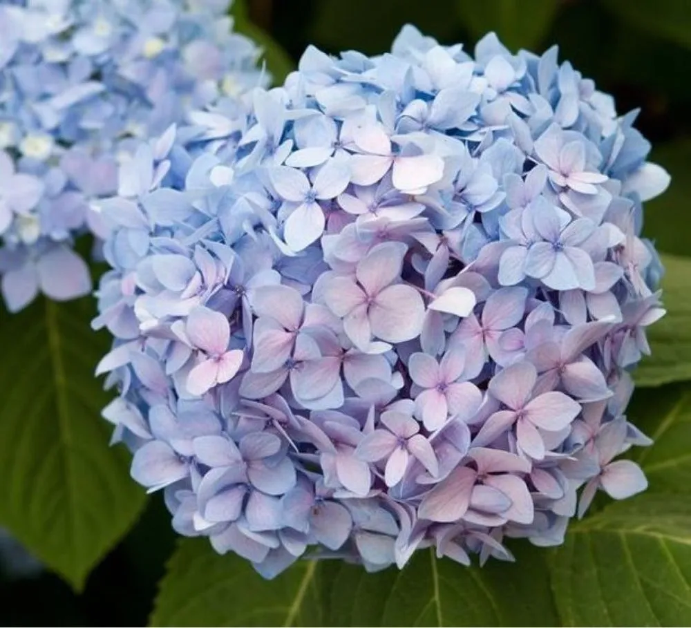 Professional landscape design for residential properties in Jacksonville, FL by Rambo's Affordable Lawn & Landscaping