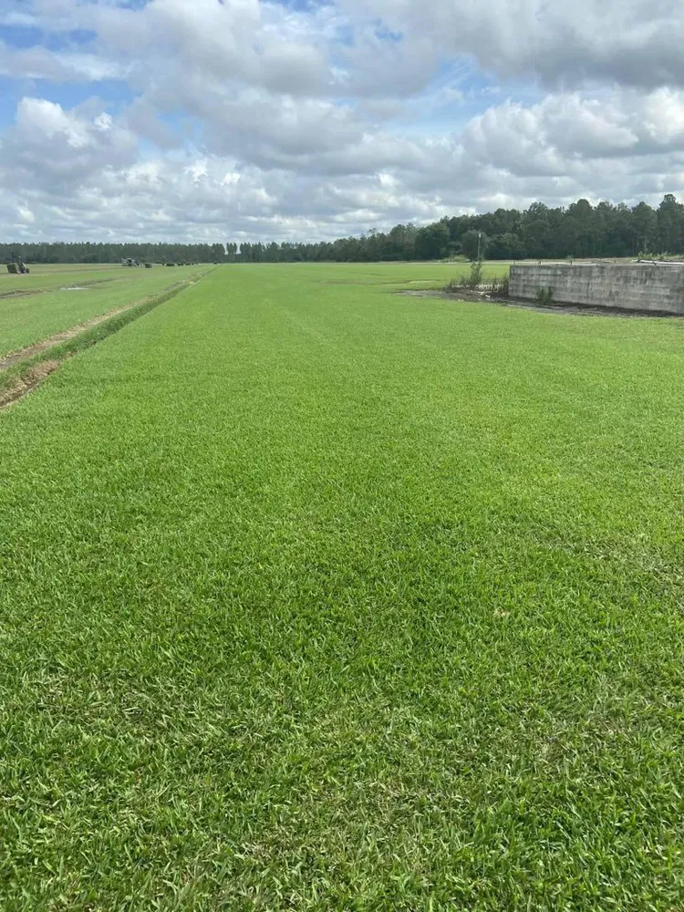 Affordable yard maintenance near you in Jacksonville Beach, FL by Rambo’s Lawn & Landscaping