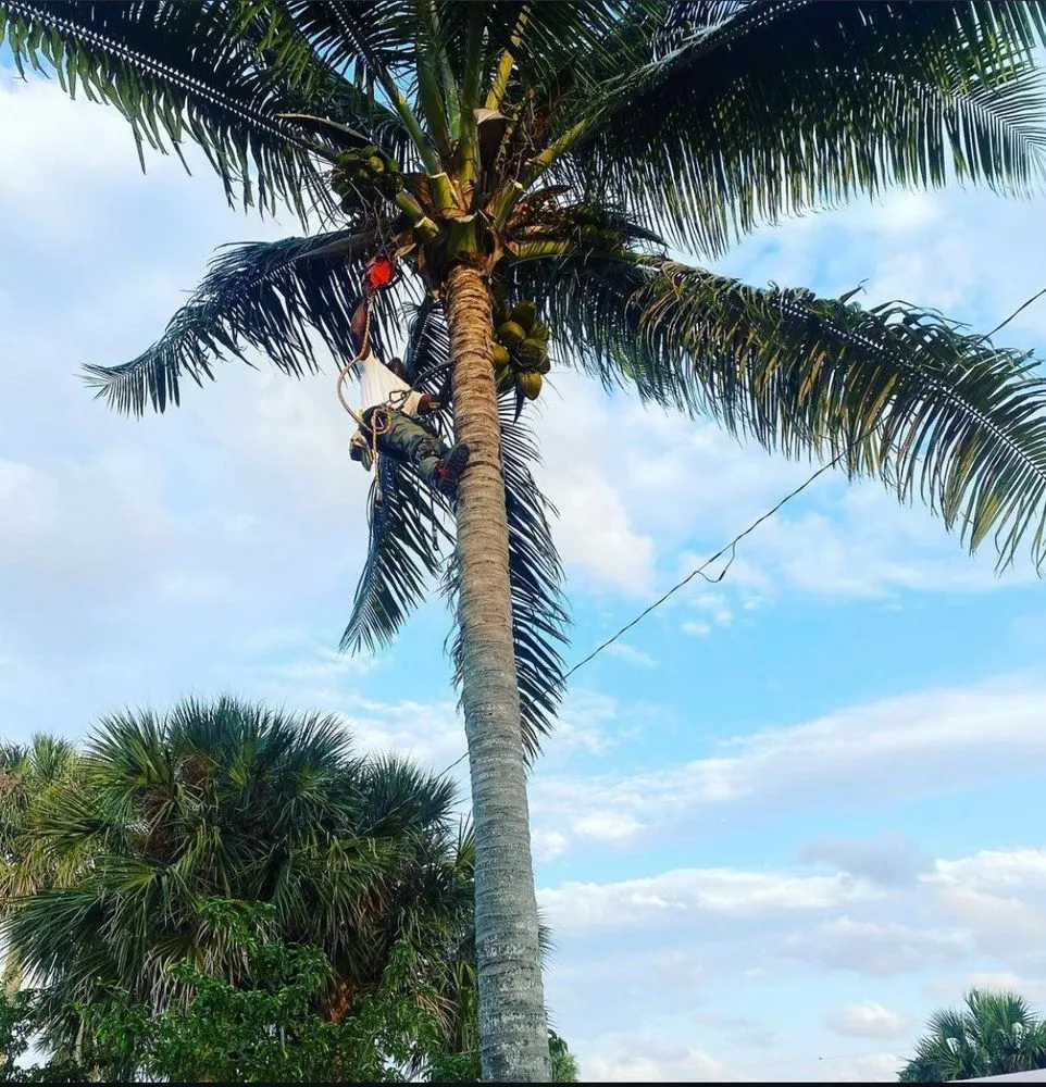 Professional lawn care service near you in Miami, FL by Rambo's Property Preservation