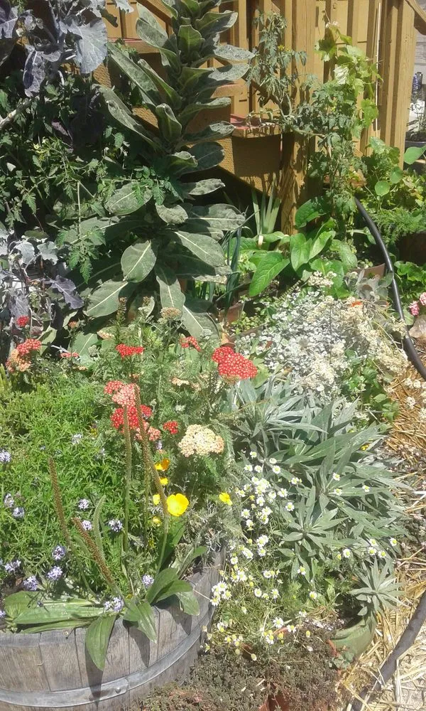 Expert lawn care service experts serving San Francisco, CA - Rambunctious Gardens