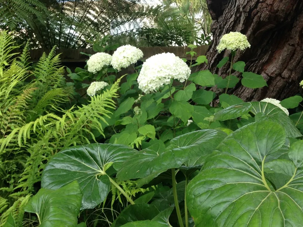 Reliable landscape installation near you in San Francisco, CA by Rambunctious Gardens