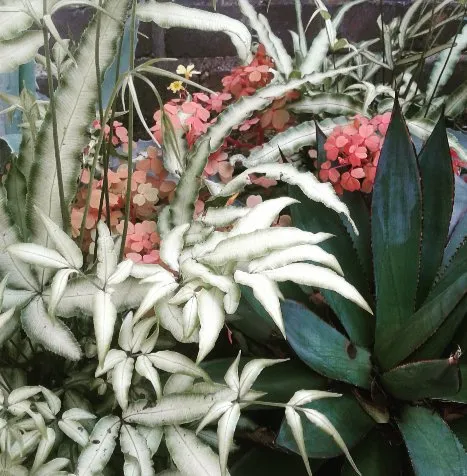 Professional landscape installation for year-round maintenance across San Francisco, CA - Rambunctious Gardens