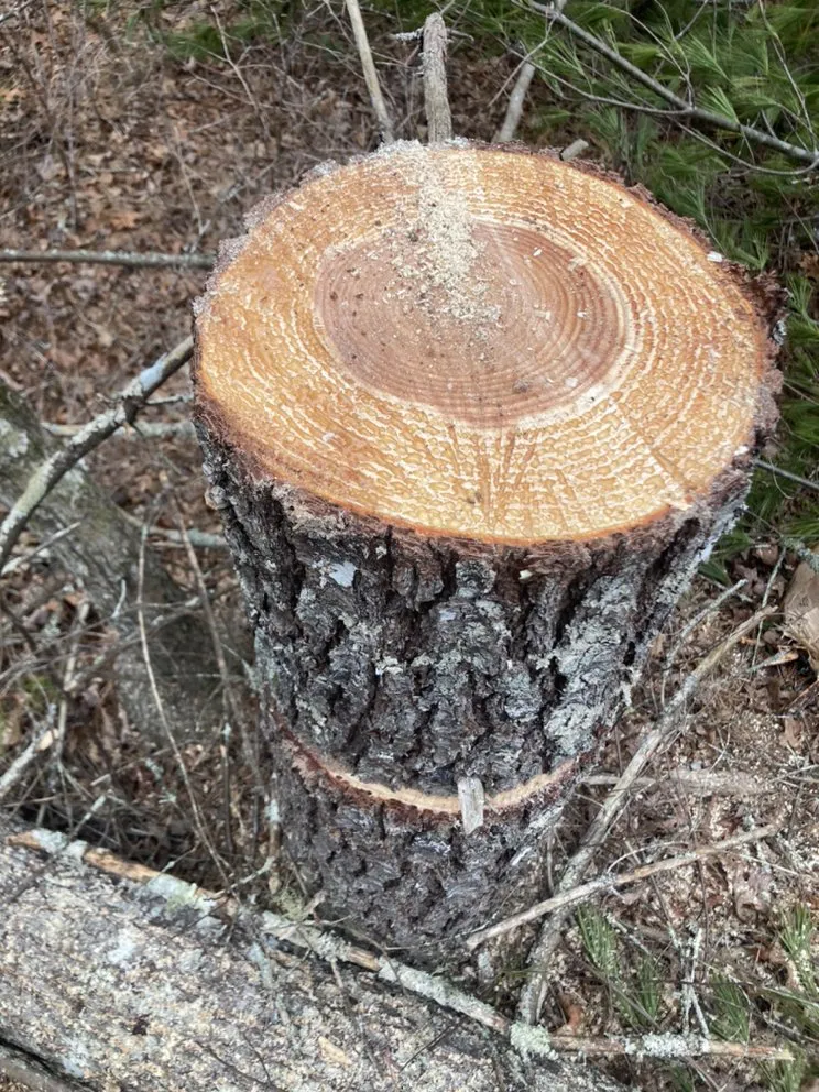 Expert landscape installation for year-round maintenance across Seneca, SC - Ramey Tree And Lawn Care Service