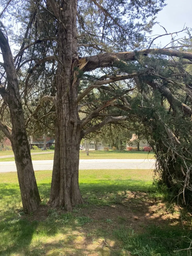 Affordable yard cleanup service for outdoor upgrades across Seneca, SC - Ramey Tree And Lawn Care Service