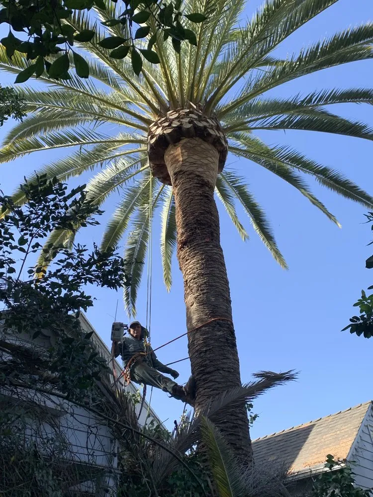 Local landscape installation for beautiful yards in Los Angeles, CA by Ramirez brothers landscaping