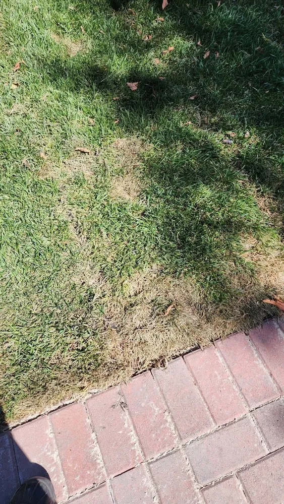 Local yard maintenance for outdoor upgrades across Antioch, CA - Ramirez Brothers Lanscaping