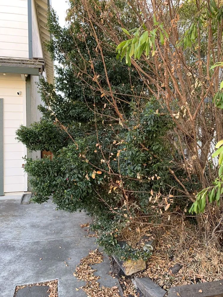 Professional landscape installation for residential properties across Newark, CA - Ramirez Corporation Gardening Service