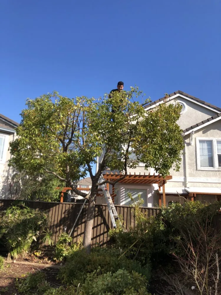 Reliable yard cleanup service for homes in Newark, CA by Ramirez Corporation Gardening Service