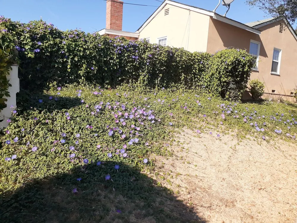 Expert landscaping services for beautiful yards in La Habra, CA by Ramirez Gardening