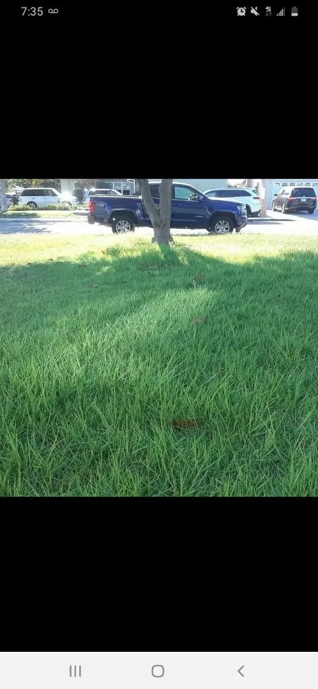 Reliable yard cleanup service for homes in La Habra, CA by Ramirez Gardening