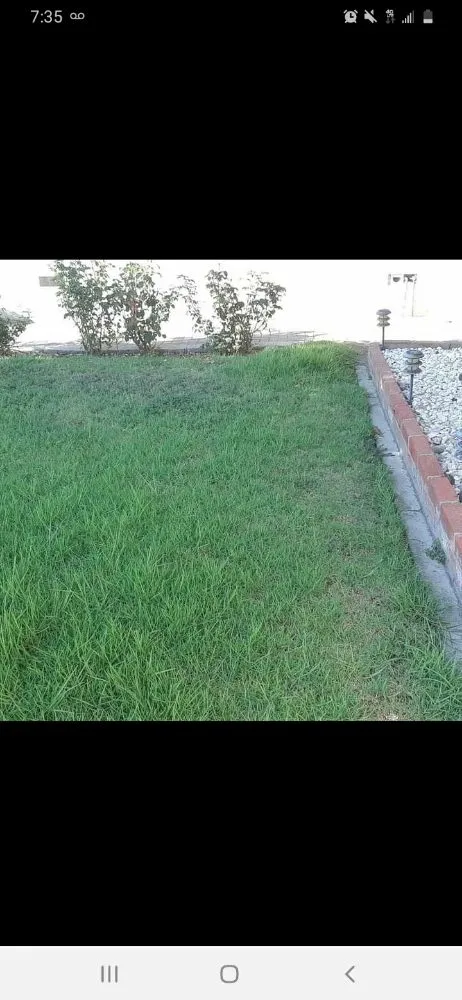 Local lawn care service for year-round maintenance in La Habra, CA by Ramirez Gardening