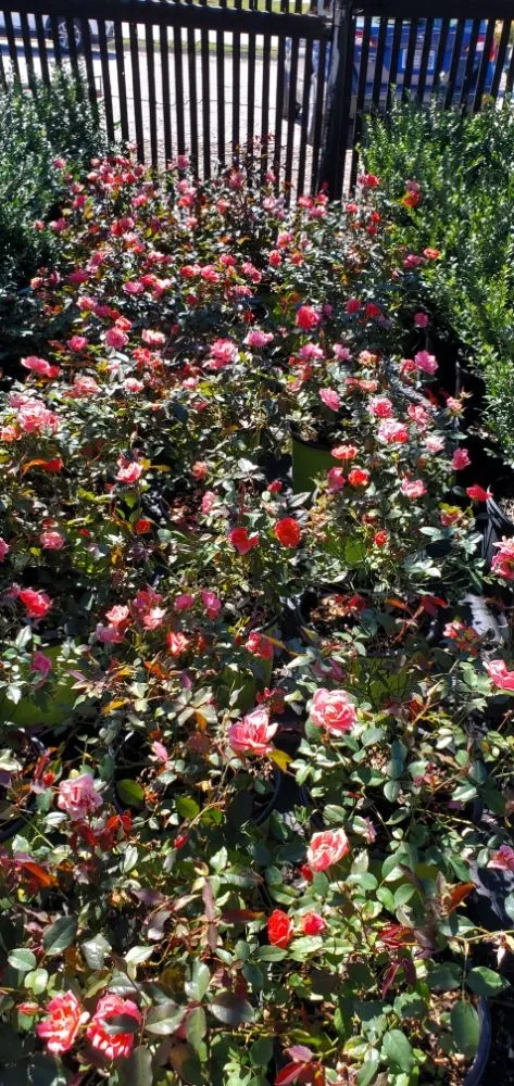 Custom landscape installation in Raleigh, NC - Ramirez General Landscaping