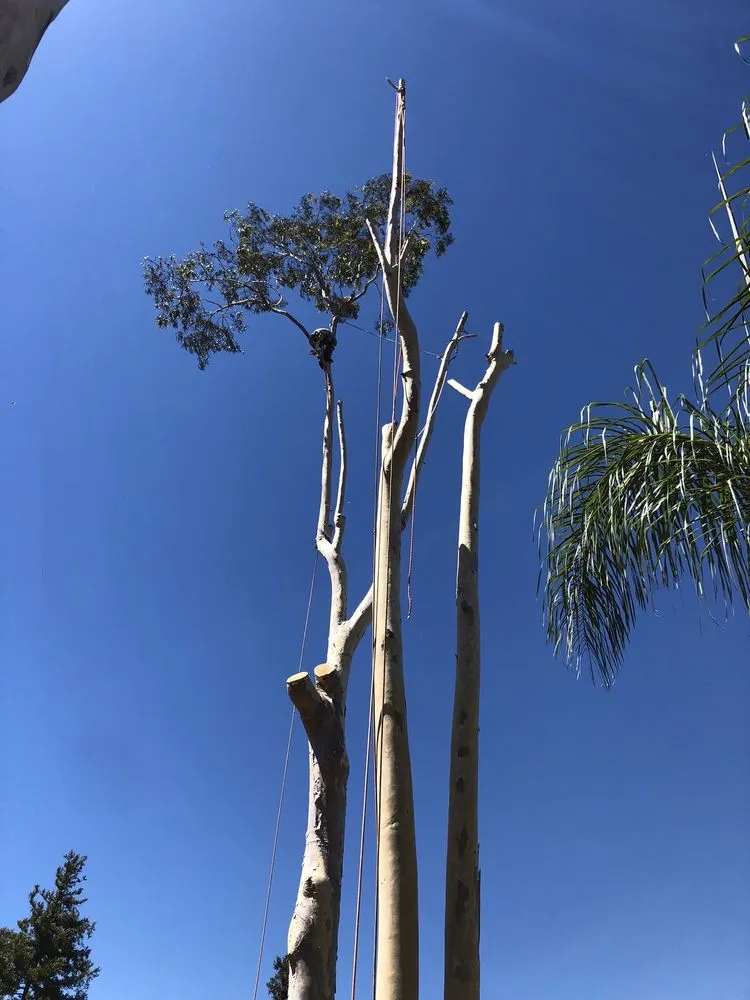 Trusted landscaping services in Fallbrook, CA - Ramirez Landscape and Tree Service