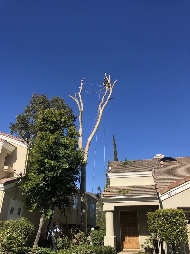 Expert lawn care service in Fallbrook, CA by Ramirez Landscape and Tree Service