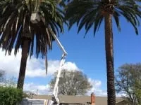 Custom lawn mowing service experts serving Fallbrook, CA - Ramirez Landscape and Tree Service