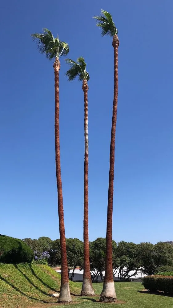 Expert residential landscaping experts serving Fallbrook, CA - Ramirez Landscape and Tree Service