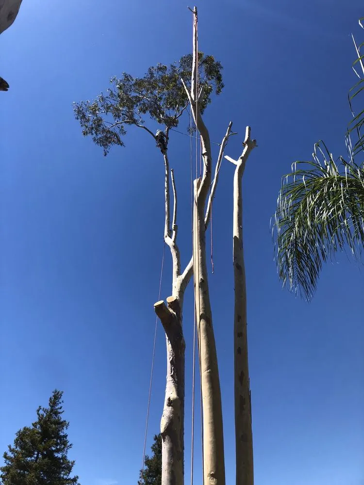 Trusted outdoor landscaping for homes in Fallbrook, CA by Ramirez Landscape and Tree Service