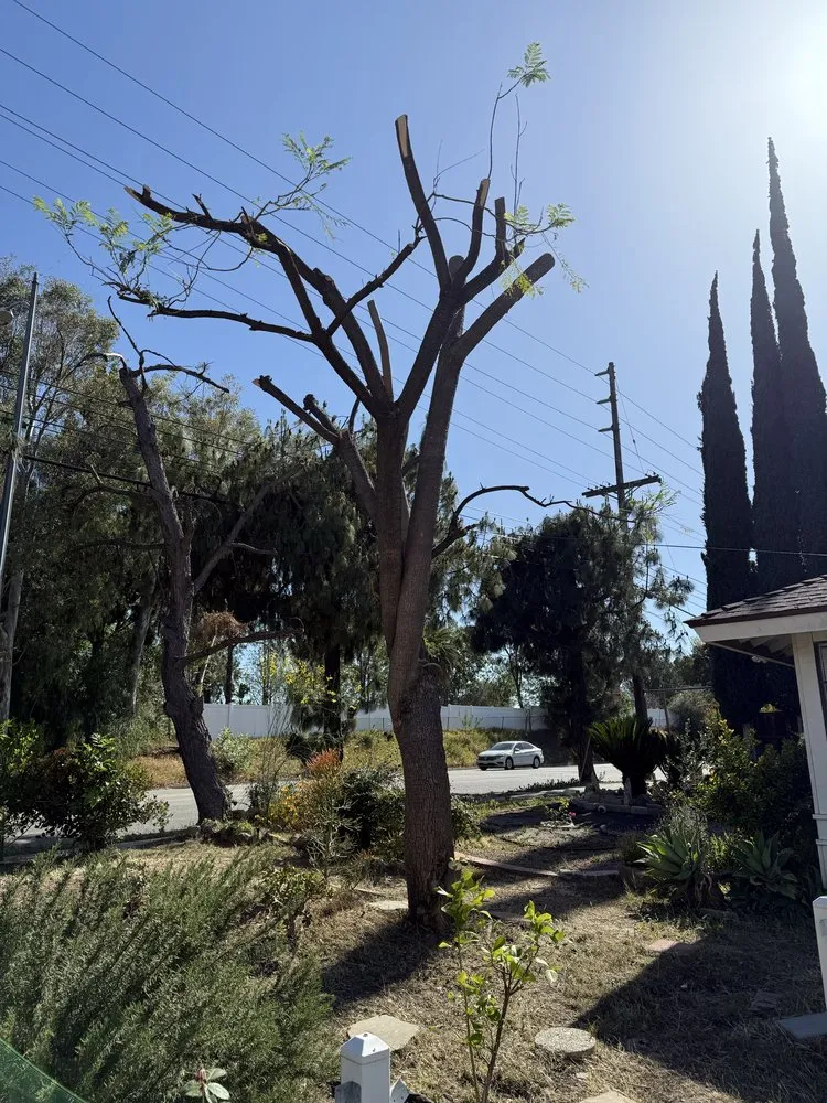 Reliable yard maintenance experts serving San Fernando Valley, CA - Ramirez Landscape