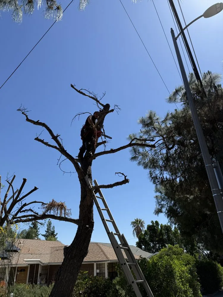 Professional garden landscaping experts serving San Fernando Valley, CA - Ramirez Landscape