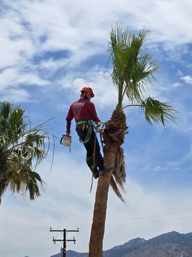 Reliable lawn care service in Thousand Palms, CA by Ramirez Landscape