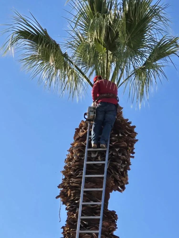 Top-rated landscape installation experts serving Thousand Palms, CA - Ramirez Landscape