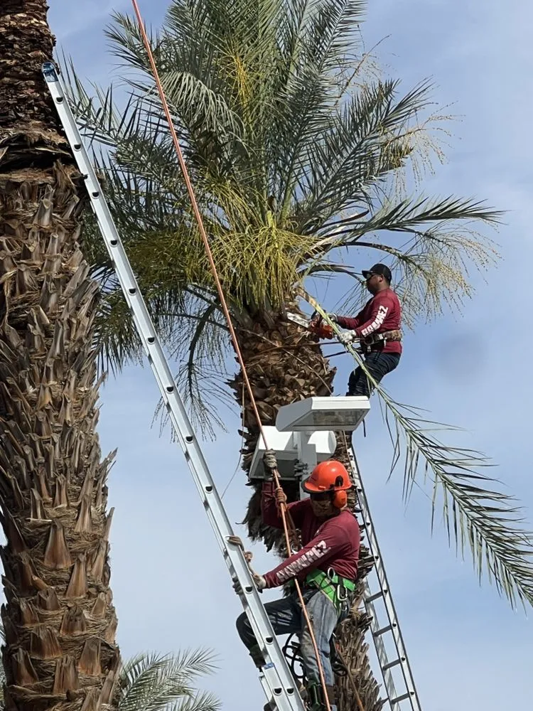 Affordable yard maintenance experts serving Thousand Palms, CA - Ramirez Landscape