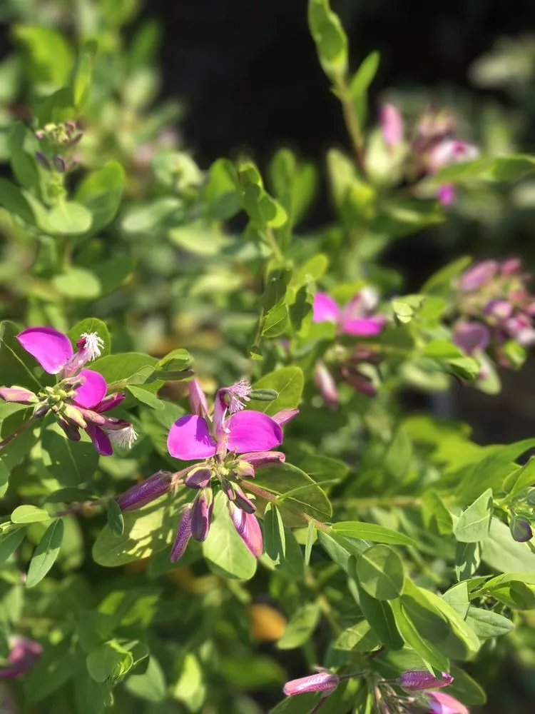 Affordable yard cleanup service in Contra Costa County, CA - Ramirez Landscaping & Plant Nursery