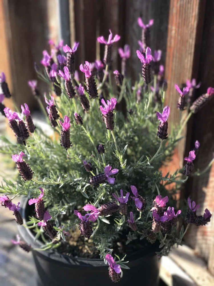 Affordable outdoor landscaping in Contra Costa County, CA - Ramirez Landscaping & Plant Nursery