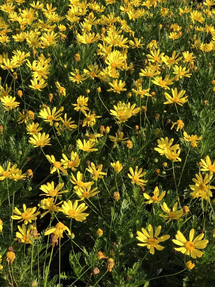 Professional outdoor landscaping for homes across Contra Costa County, CA - Ramirez Landscaping & Plant Nursery