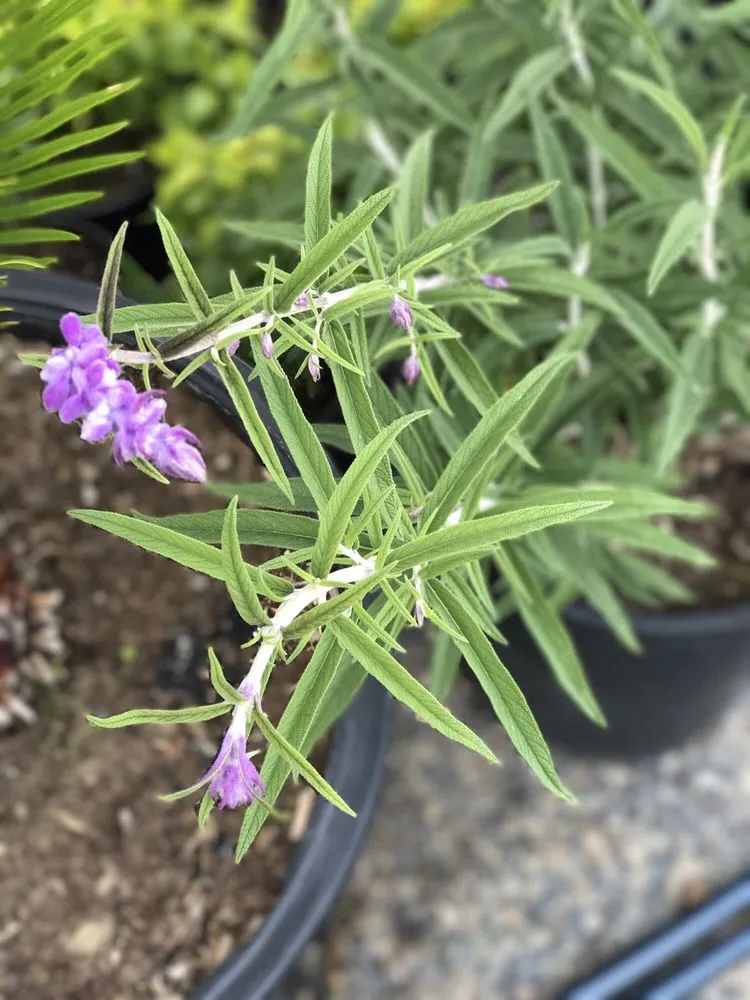 Reliable lawn mowing service in Contra Costa County, CA - Ramirez Landscaping & Plant Nursery