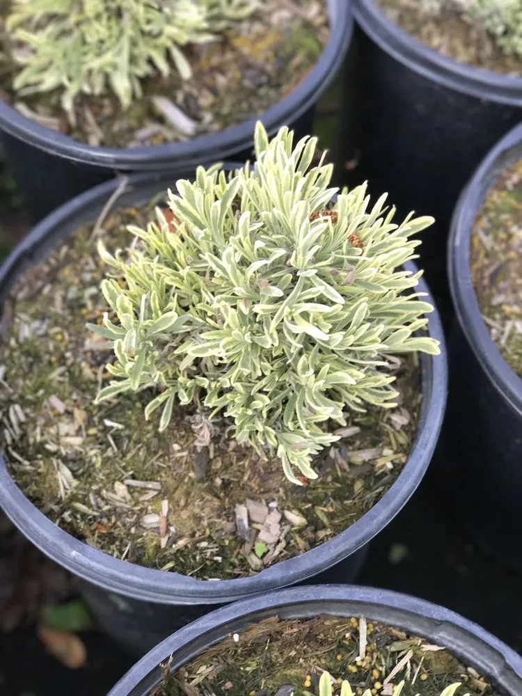 Affordable yard maintenance in Contra Costa County, CA by Ramirez Landscaping & Plant Nursery