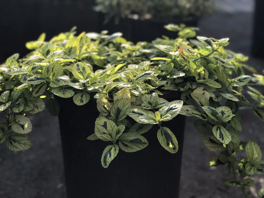 Expert outdoor landscaping for outdoor upgrades across Contra Costa County, CA - Ramirez Landscaping & Plant Nursery
