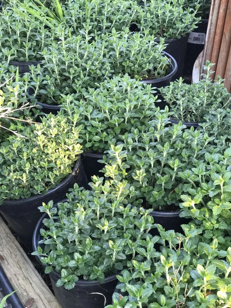 Top-rated outdoor landscaping in Contra Costa County, CA by Ramirez Landscaping & Plant Nursery