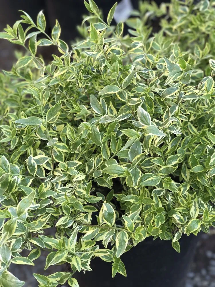 Local garden landscaping near you across Contra Costa County, CA - Ramirez Landscaping & Plant Nursery