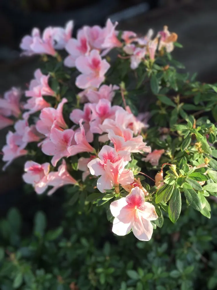 Local yard cleanup service experts serving Contra Costa County, CA - Ramirez Landscaping & Plant Nursery