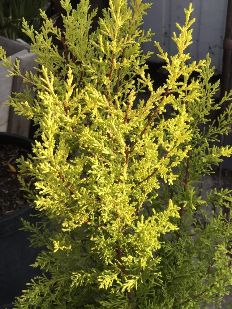 Reliable yard maintenance in Contra Costa County, CA by Ramirez Landscaping & Plant Nursery