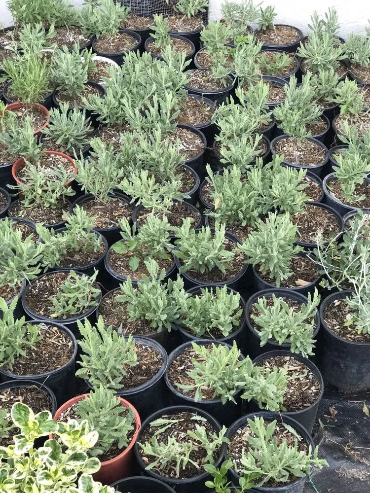 Reliable lawn care service in Contra Costa County, CA - Ramirez Landscaping & Plant Nursery