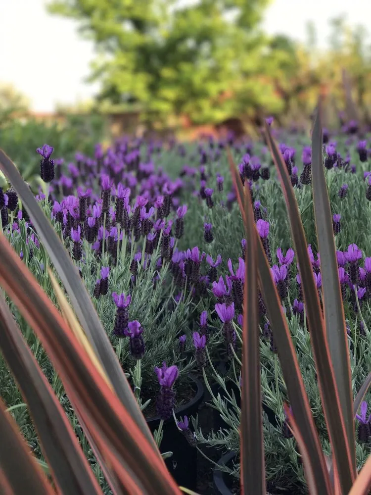 Expert garden landscaping for year-round maintenance across Contra Costa County, CA - Ramirez Landscaping & Plant Nursery