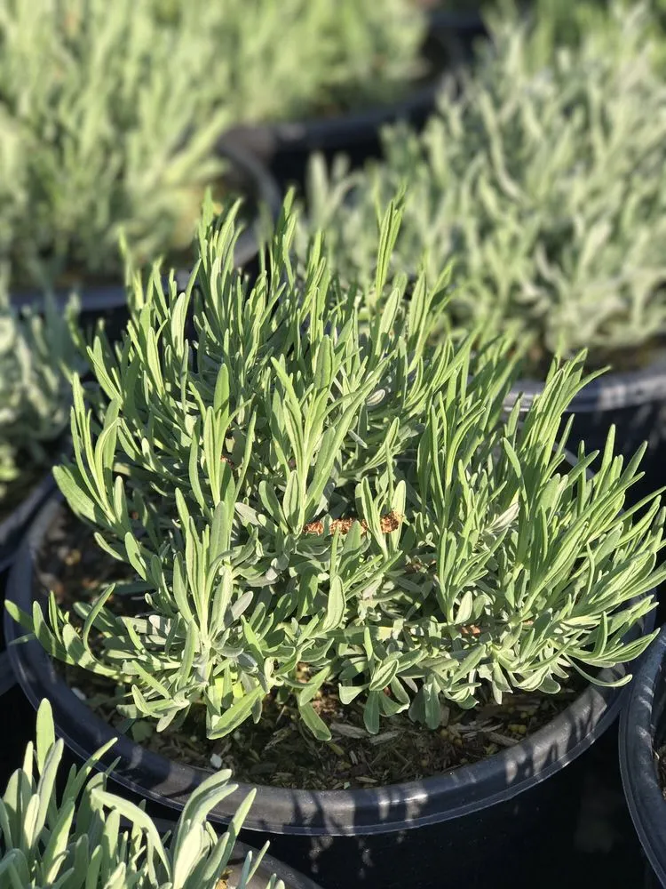 Affordable lawn care service for residential properties in Contra Costa County, CA by Ramirez Landscaping & Plant Nursery