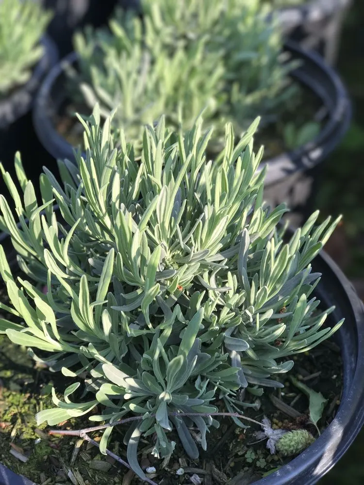 Affordable landscape installation experts serving Contra Costa County, CA - Ramirez Landscaping & Plant Nursery