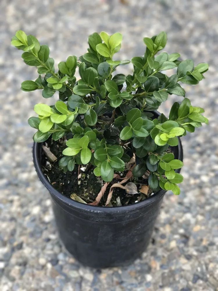 Professional yard maintenance for residential properties across Contra Costa County, CA - Ramirez Landscaping & Plant Nursery