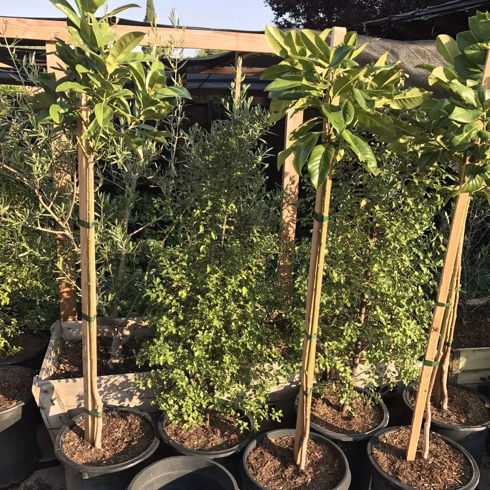 Trusted lawn care service in Contra Costa County, CA by Ramirez Landscaping & Plant Nursery