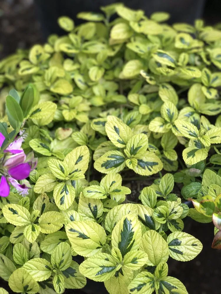 Reliable outdoor landscaping in Contra Costa County, CA - Ramirez Landscaping & Plant Nursery